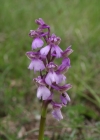 Einzelbild 4 Kleines Knabenkraut - Orchis morio