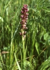 Einzelbild 3 Wanzen-Knabenkraut - Orchis coriophora