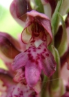 Einzelbild 4 Wanzen-Knabenkraut - Orchis coriophora