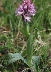 Einzelbild 4 Dreizähniges Knabenkraut - Orchis tridentata