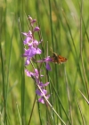 Einzelbild 2 Sumpf-Knabenkraut - Orchis palustris