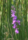 Einzelbild 3 Sumpf-Knabenkraut - Orchis palustris