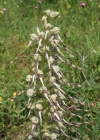 Einzelbild 1 Bocks-Riemenzunge - Himantoglossum hircinum