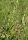 Einzelbild 2 Bocks-Riemenzunge - Himantoglossum hircinum