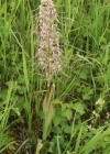 Einzelbild 3 Bocks-Riemenzunge - Himantoglossum hircinum