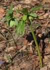 Einzelbild 3 Grüne Nieswurz - Helleborus viridis