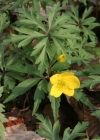 Einzelbild 1 Gelbes Windröschen - Anemone ranunculoides