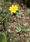 Einzelbild 1 Durchwachsener Bitterling - Blackstonia perfoliata