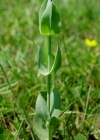 Einzelbild 4 Durchwachsener Bitterling - Blackstonia perfoliata