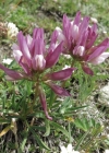 Einzelbild 4 Alpen-Klee - Trifolium alpinum