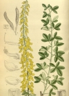 Einzelbild 3 Schwarzwerdender Geissklee - Cytisus nigricans