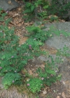 Einzelbild 4 Schwarze Platterbse - Lathyrus niger