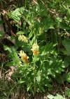 Einzelbild 2 Gelbe Berg-Platterbse - Lathyrus occidentalis
