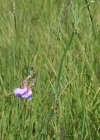 Einzelbild 2 Sumpf-Platterbse - Lathyrus palustris