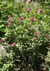 Einzelbild 3 Hügel-Klee - Trifolium alpestre
