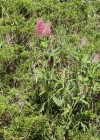 Einzelbild 2 Purpur-Klee - Trifolium rubens