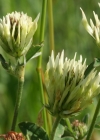 Einzelbild 1 Gelblicher Klee - Trifolium ochroleucon