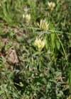 Einzelbild 2 Gelblicher Klee - Trifolium ochroleucon
