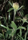 Einzelbild 3 Gelblicher Klee - Trifolium ochroleucon