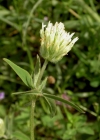 Einzelbild 4 Gelblicher Klee - Trifolium ochroleucon