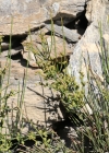 Einzelbild 1 Schweizer Meerträubchen - Ephedra helvetica