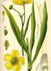 Einzelbild 3 Grosser Sumpf-Hahnenfuss - Ranunculus lingua