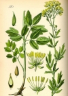 Einzelbild 2 Gelbe Wiesenraute - Thalictrum flavum