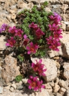 Einzelbild 2 Zweiblütiger Steinbrech - Saxifraga biflora