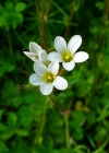 Einzelbild 3 Knöllchen-Steinbrech - Saxifraga granulata
