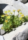 Einzelbild 3 Blattloser Steinbrech - Saxifraga aphylla