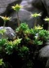 Einzelbild 4 Blattloser Steinbrech - Saxifraga aphylla