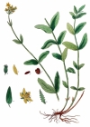 Einzelbild 3 Berg-Johanniskraut - Hypericum montanum