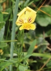 Einzelbild 1 Gelbes Alpen-Stiefmütterchen - Viola lutea