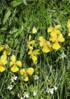Einzelbild 2 Gelbes Alpen-Stiefmütterchen - Viola lutea