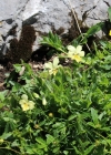 Einzelbild 3 Gelbes Alpen-Stiefmütterchen - Viola lutea