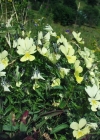Einzelbild 4 Gelbes Alpen-Stiefmütterchen - Viola lutea