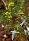 Einzelbild 4 Wasser-Sumpfkresse - Rorippa amphibia