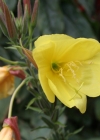 Einzelbild 2 Lamarcks Zweijährige Nachtkerze - Oenothera glazioviana