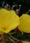 Einzelbild 3 Lamarcks Zweijährige Nachtkerze - Oenothera glazioviana