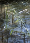 Einzelbild 4 Hänge-Segge - Carex pendula