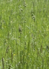Einzelbild 4 Wiesen-Knäuelgras - Dactylis glomerata