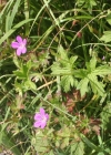 Einzelbild 3 Sumpf-Storchschnabel - Geranium palustre