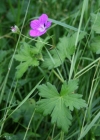 Einzelbild 4 Sumpf-Storchschnabel - Geranium palustre