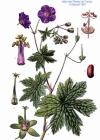 Einzelbild 4 Gewöhnlicher Braun-Storchschnabel - Geranium phaeum subsp. phaeum