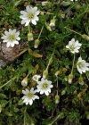 Einzelbild 4 Langstieliges Hornkraut - Cerastium pedunculatum