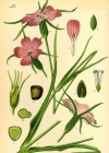 Einzelbild 4 Kornrade - Agrostemma githago