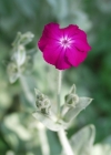 Einzelbild 2 Kron-Lichtnelke - Silene coronaria