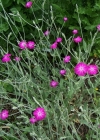 Einzelbild 3 Kron-Lichtnelke - Silene coronaria