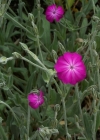 Einzelbild 4 Kron-Lichtnelke - Silene coronaria