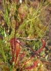 Einzelbild 2 Langblättriger Sonnentau - Drosera anglica
